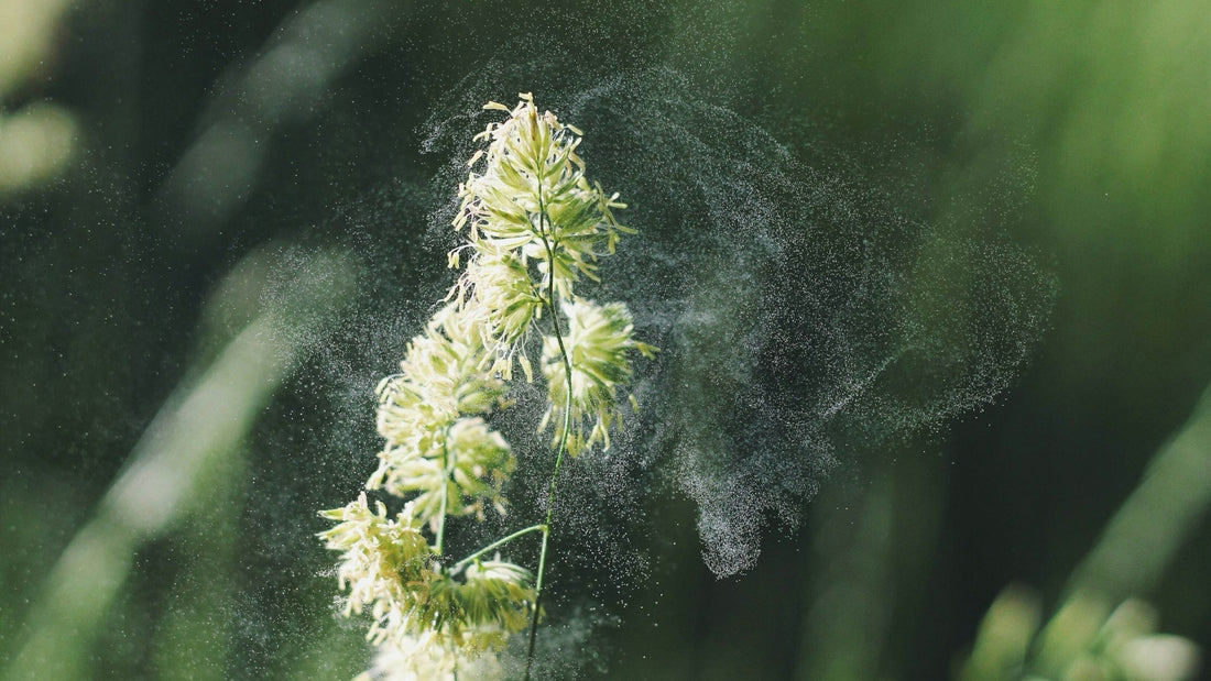 5 Tips to Keep Your Car Pollen Free This Spring